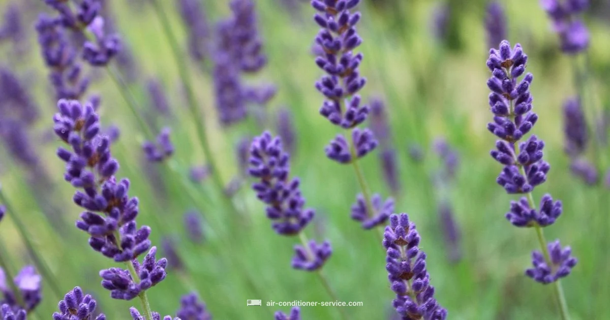 Odor-Free AC Guide - Air Conditioner Service