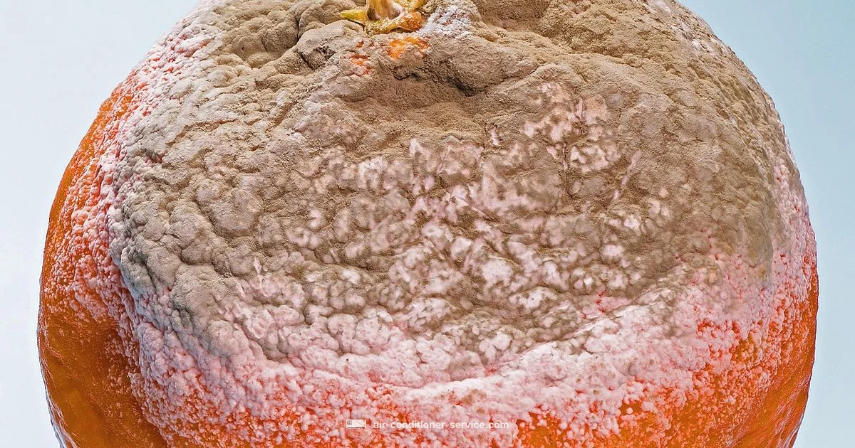 Mold in AC Guide Mold in AC Guide - Air Conditioner Service