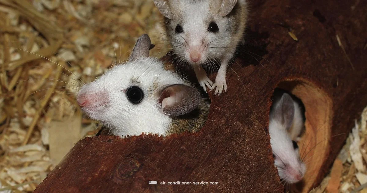 Mice in AC Fix - Air Conditioner Service