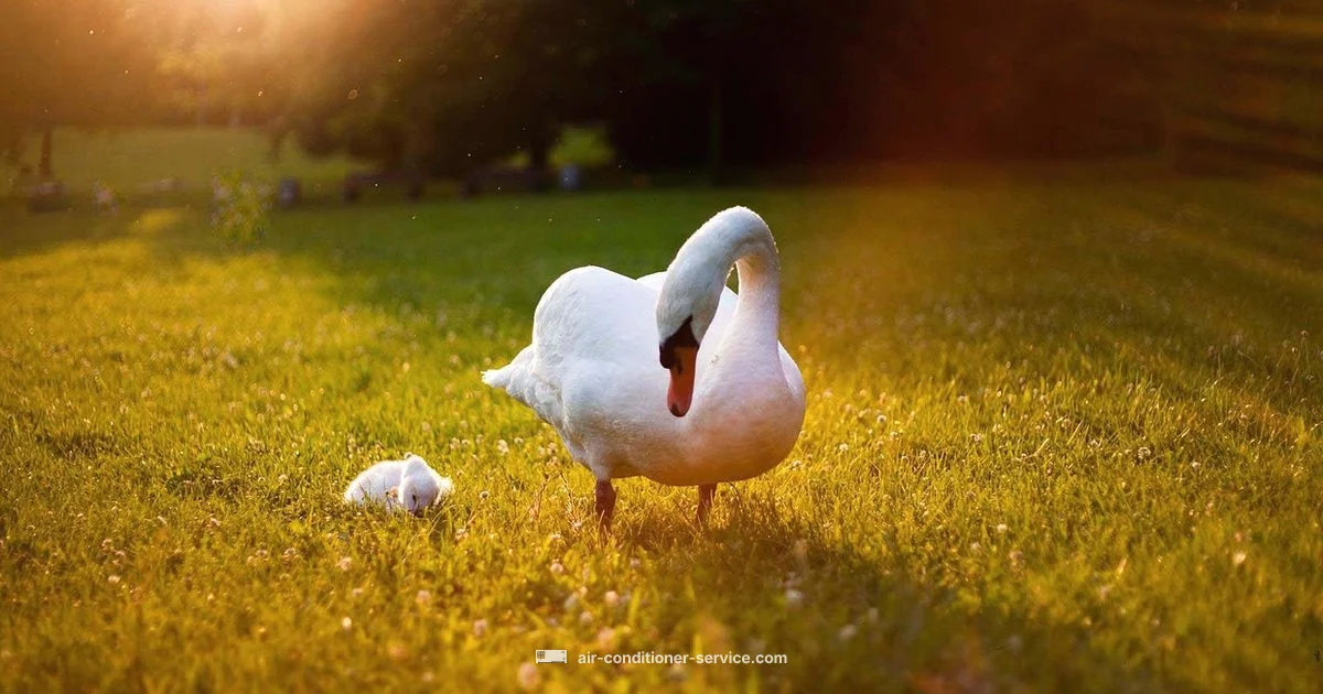 Emergency AC Repair Guide - Air Conditioner Service