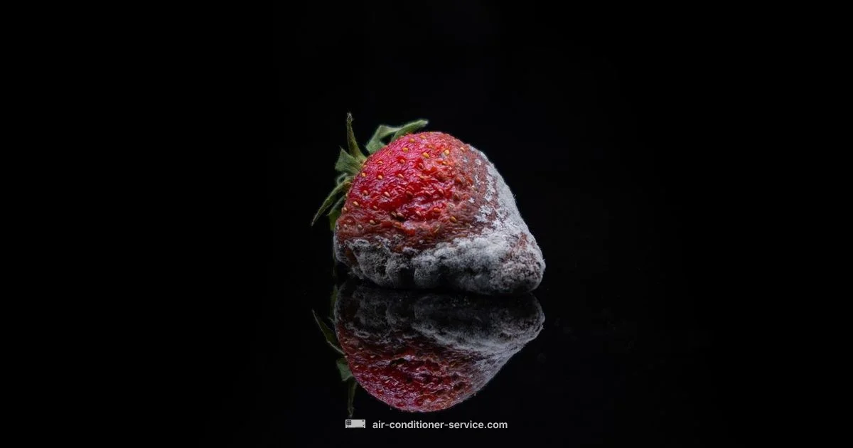 AC Mold Cleanup - Air Conditioner Service